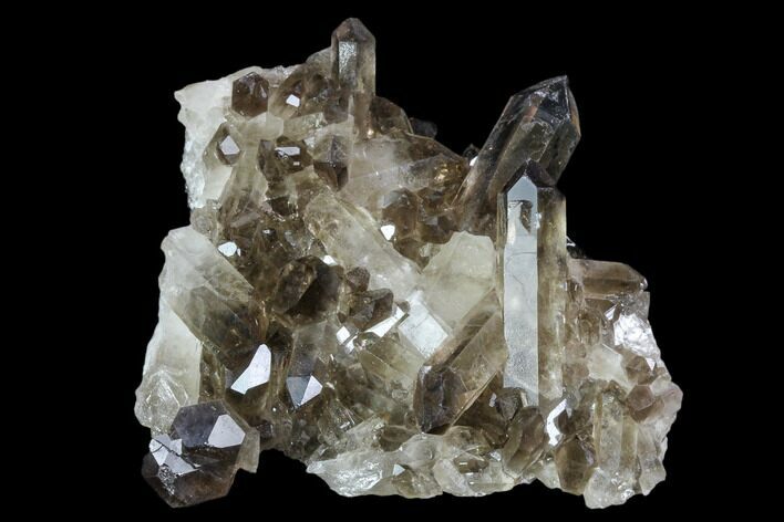 Dark Smoky Quartz Crystal Cluster - Brazil #104081